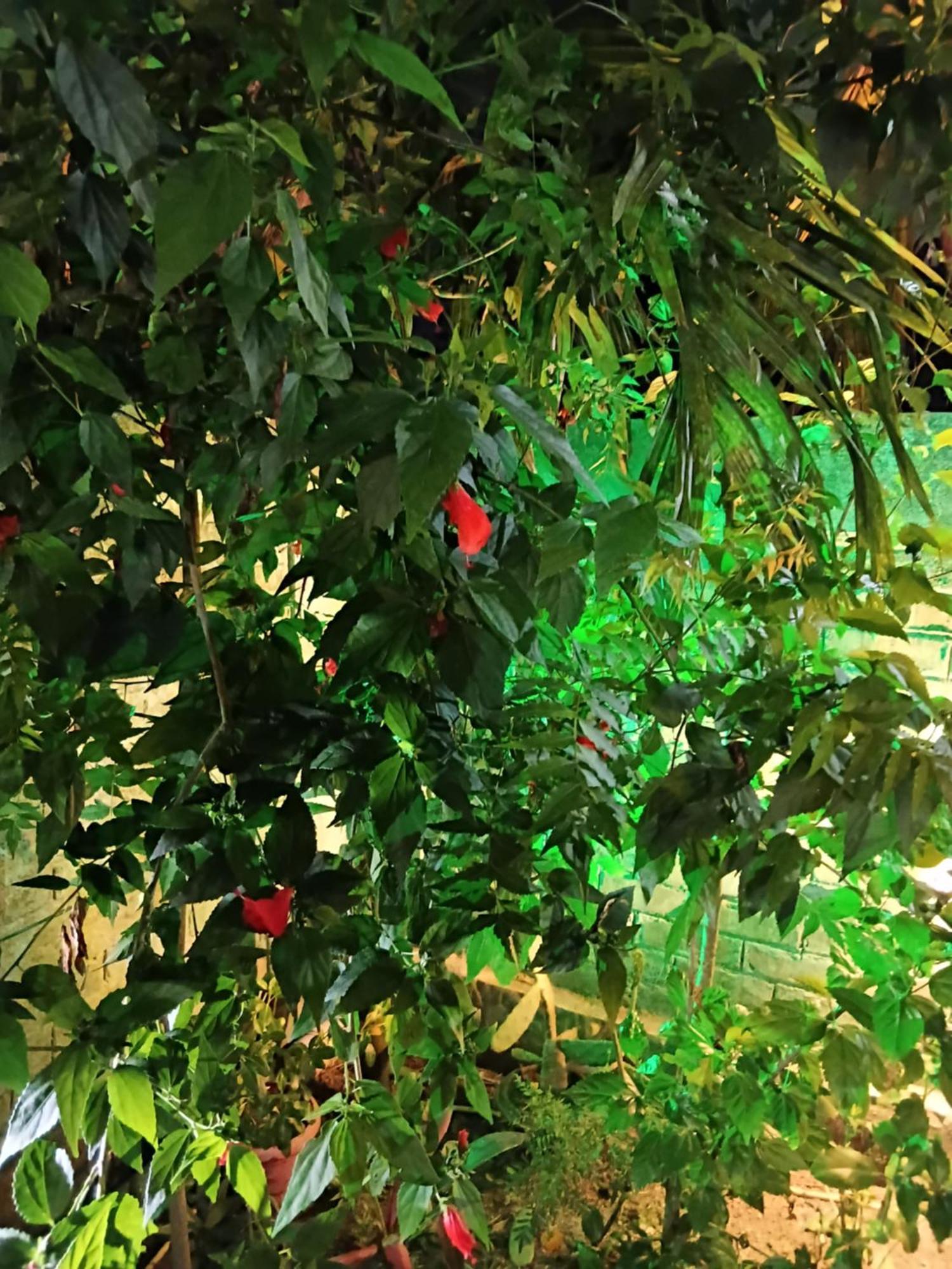 Green View Homestay สิริกุรี ภายนอก รูปภาพ